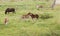 group of little foals playing together and an adult horse