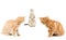 group of little Ginger british shorthair cats over whtie background