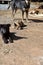 A group of little hungry puppies are waiting for lunch.