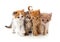 Group little kittens