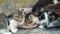 Group of little kittens eating from a saucer, close up view. Tame animal recorded while eating at courtyard. Family pets