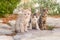 Group of little kittens posing close together