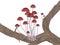 Group of little red Marasmius mushrooms on the branch