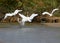 A group of little white herons flies along the creek