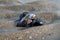 Group of live mussels clams lies on sand at low tide in North sea