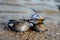 Group of live mussels clams lies on sand at low tide in North sea