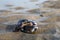 Group of live mussels clams lies on sand at low tide in North sea