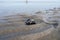 Group of live mussels clams lies on sand at low tide in North sea