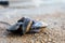 Group of live mussels clams lies on sand at low tide in North sea