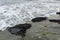 A group of living seashell and barnacles attached to the rock