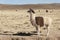 A group of llamas alpaca grazing in the highlands in the beautiful landscape of the Andes Mountains - Bolivia