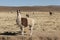 A group of llamas alpaca grazing in the highlands in the beautiful landscape of the Andes Mountains - Bolivia