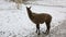 Group of llamas feeding in winter