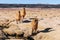 Group of llamas standing in the middle of a desert at Carachi Pampa Lagoon, Catamarca, Argentina.