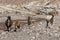 Group of llamas towards the Rainbow Valley Valle Arcoiris, in the Atacama Desert in Chile.