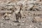 Group of llamas towards the Rainbow Valley Valle Arcoiris, in the Atacama Desert in Chile.