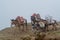 Group of loaded mules with baskets on the back walking by rocky trail