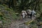 Group of loaded mules with baskets on the back walking by trail in the forest