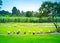 Group of local birds, Anastomus oscitans or Openbill stork birds walking and standing in the organic rice field in countryside.