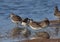 A group of long-billed dowtichers at the water`s edge