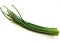 A group of long green stems. Green Onion isolated on white background, full depth of field, clipping path.