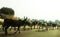 Group of long and sharp horned cows and bulls returning homes in the evening