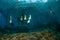 Group of longfin Batfish juvenile swim around in Gili, Lombok, Nusa Tenggara Barat, Indonesia underwater photo