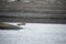 A group of lounging walrus in Arctic