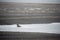 A group of lounging walrus in Arctic