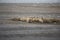 A group of lounging walrus in Arctic