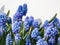 Group of lovely, compact china-blue grape hyacinths Muscari azureum with long, bell-shaped flowers in early spring with white