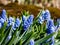 Group of lovely, compact china-blue grape hyacinths (Muscari azureum) with long, bell-shaped flowers and green leaves