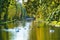 Group of lovely cute white swans swimming in the water with their cygnets on a sunny day