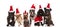 Group of lovely different dogs wearing santa costumes