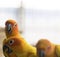 Group of lovely sun conure parrots bird