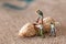 Group of lumbermen trying to open a peanut