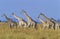 Group of Maasai Giraffes (Giraffa Camelopardalus) on savannah