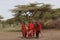 A group maasai men under tree divide money.