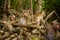 Group of macaque monkeys