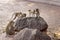 A group of macaques playing on the stones in the national park. Looks under the tailing