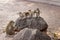 A group of macaques playing on the stones in the national park. Looks under the tailing