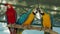 group of macaw bird on wood tree branch