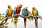 Group of macaw birds on a branch on a white background. Birds. Animals. Illustration, Generative AI