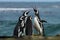 A group of Magellanic penguin gather on a rocky coast of Falkland islands