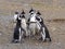 A group of Magellanic Penguin, Spheniscus magellanicus, Isla Magdalena, Patagonia, Chile