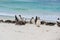 Group of Magellanic penguins with chick laying and standing together on beautiful white beach of New Island, Falkland Islands.