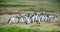 Group of Magellanic Penguins on land in the Falkland Islands