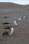 Group of Magellanic penguins lined up at magdalena island