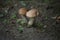 Group of magic mushrooms on moss in scenic forest background. Forest edible mushroom boletus.