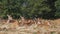 A group of magnificent Red Deer hinds, Cervus elaphus, resting in the grass and enjoying the sunny day.